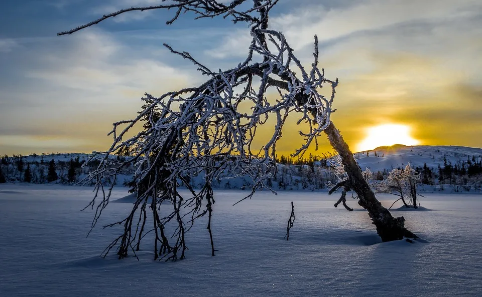vinterlandskap med träd